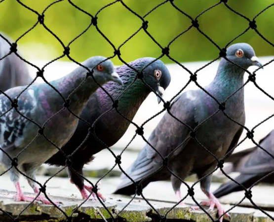 MS Speed Safety Nets Services